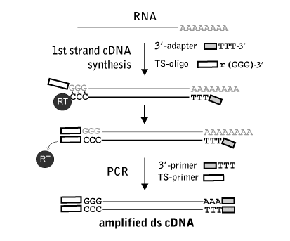 cdna synthesis