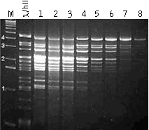 Regulation of the average length of PCR product in the model system (λ DNA digested by HindII)