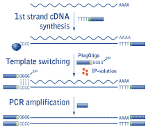 Schematic outline of Mint cDNA synthesis