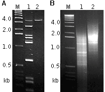 Extraction of the longest fragments from a complex RACE product (A) and regulation of the average length of an amplified cDNA sample for library construction…