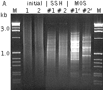 Typical cDNA subtraction and differential screening results