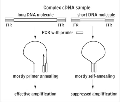 Schematic outline of PCR suppression effect on long and short DNA molecules