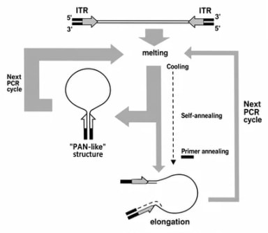 Schematic outline of PCR suppression by inverted terminal repeats
