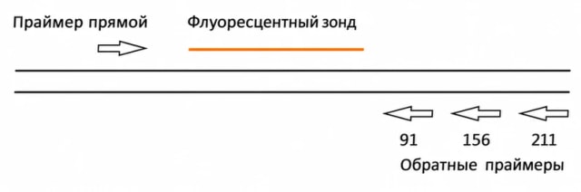 Схема расположения праймеров и зонда.