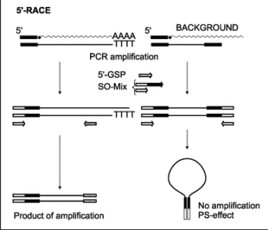 Schematic outline of 5'-Step-Out RACE