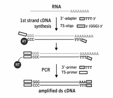 Schematic outline of SMART cDNA synthesis