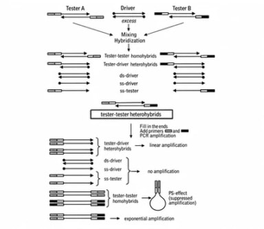 Schematic outline of SSH
