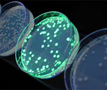 Результат работы практикума: культура клеток E. coli экспрессирует ген флуоресцентного белка (Задача 5).
