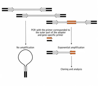 Schematic outline of genome walking procedure