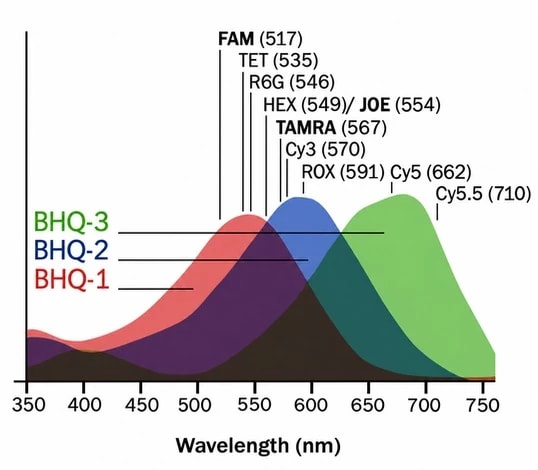 Спектры поглощения BHQ-1, BHQ-2 и BHQ-3