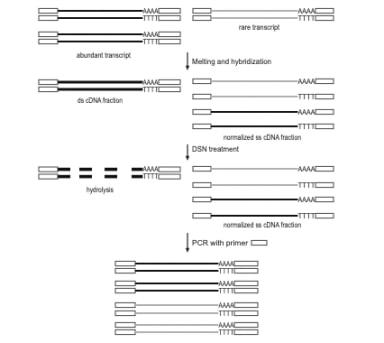 Schematic outline of DSN-normalization