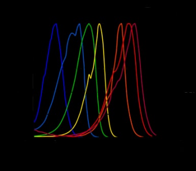 TagFPs excitation spectra.
